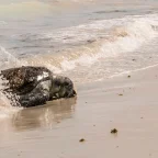Schildpadden excursies Kaapverdië