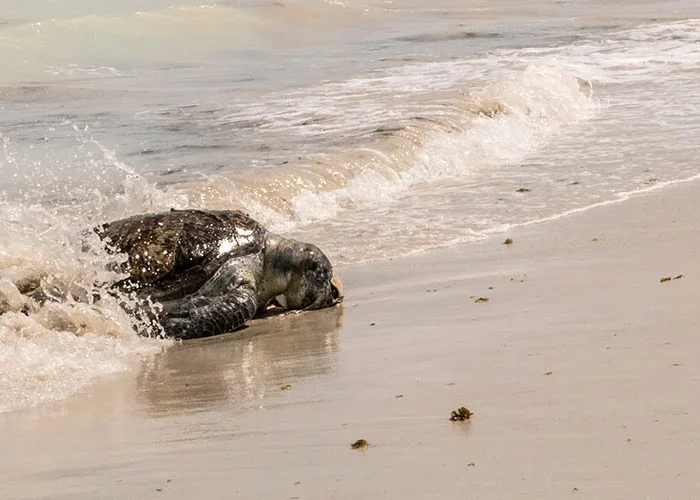 Schildpadden excursies Kaapverdië